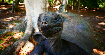 Seychelles – Curieuse Island