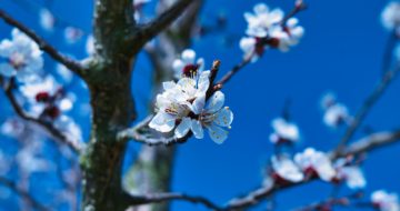 Apricot Blossom Yoga